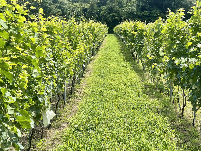 いわきワイナリー