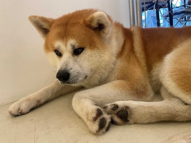 秋田犬、秋田、秋田犬の里、観光