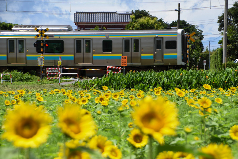 館山へ向かう電車,館山湾花火大会2025,館山花火 臨時列車