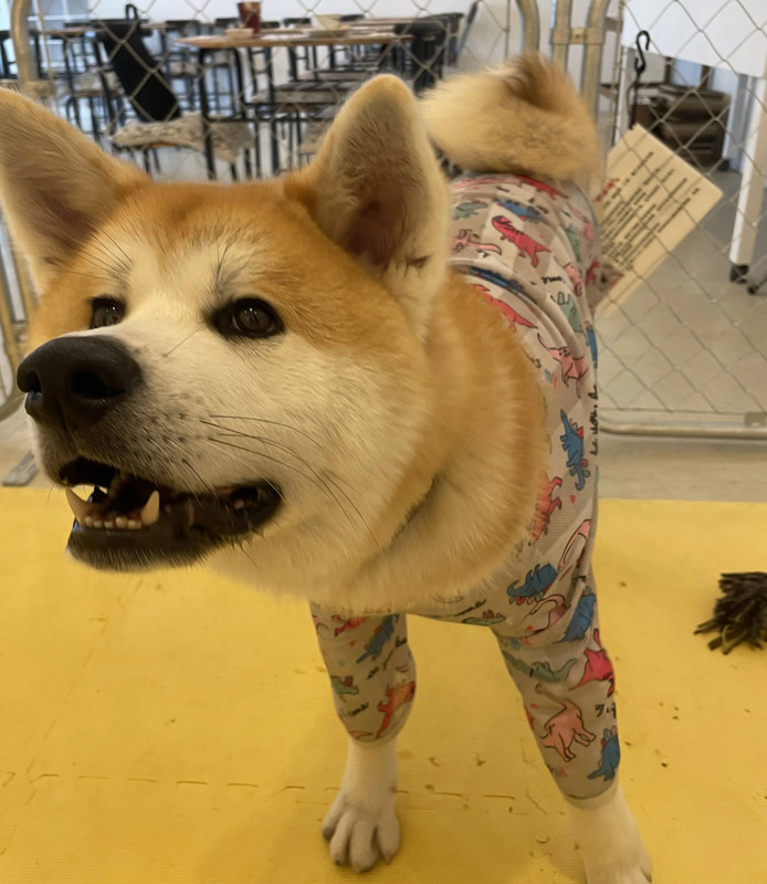 秋田犬、秋田県、観光、秋田犬cafe