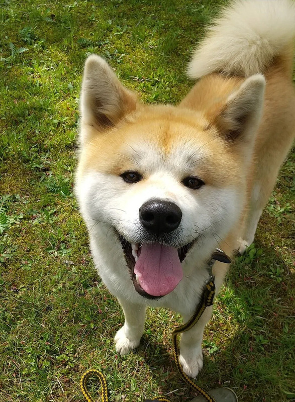 秋田犬、秋田県、観光、ヘルスケアデザイン秋田