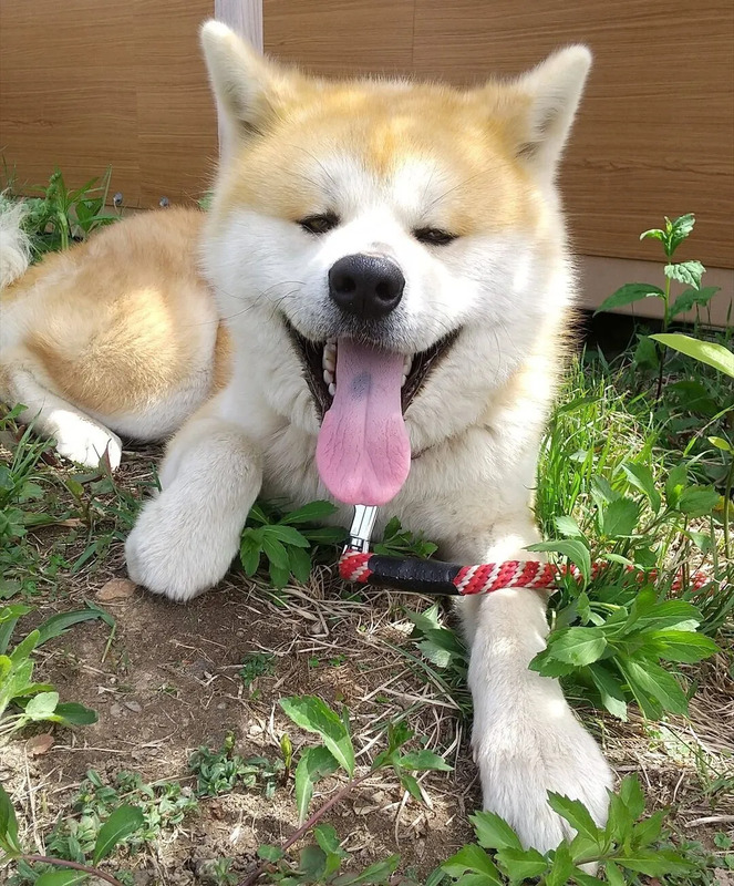 秋田犬、秋田県、観光