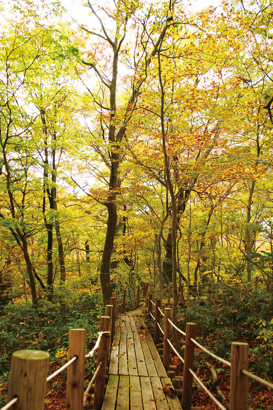 白神山地、観光、秋田