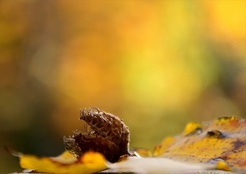 白神山地、観光、モデルコース、なべっこ