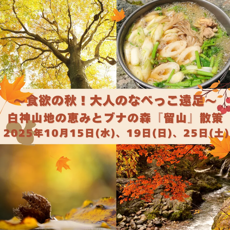 白神山地、観光、秋田、紅葉