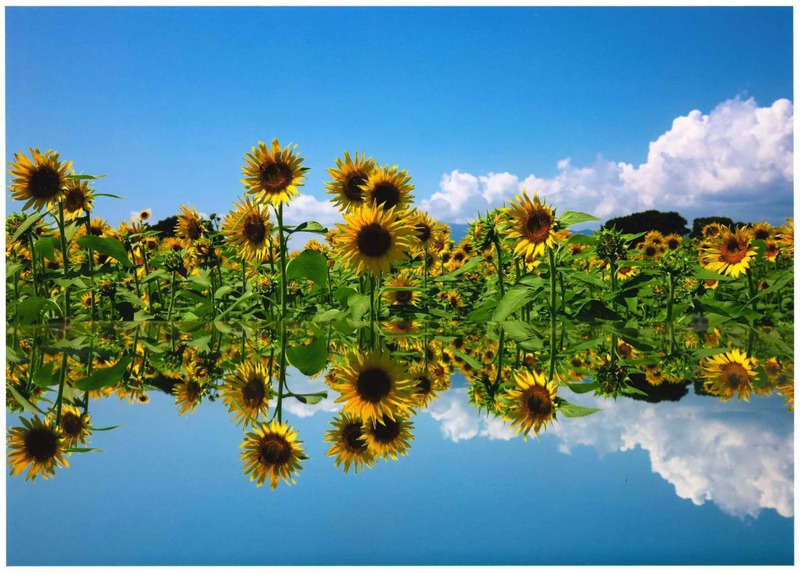 座間ひまわり畑