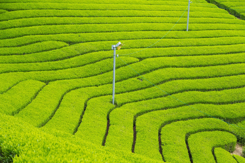 一保堂茶舗青山店　茶葉