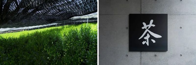 茶畑で育つ一保堂の茶葉