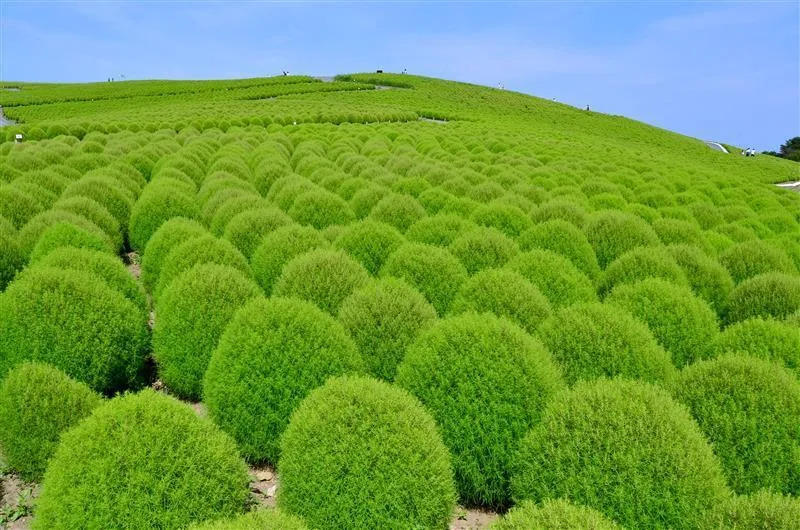 緑コキア（提供：国営ひたち海浜公園）