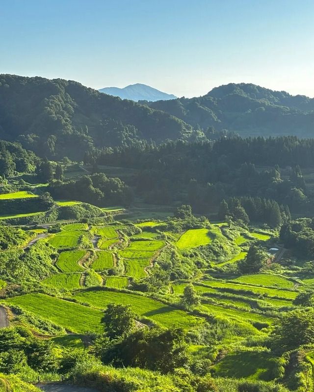 棚田(画像提供:十日町市観光協会)