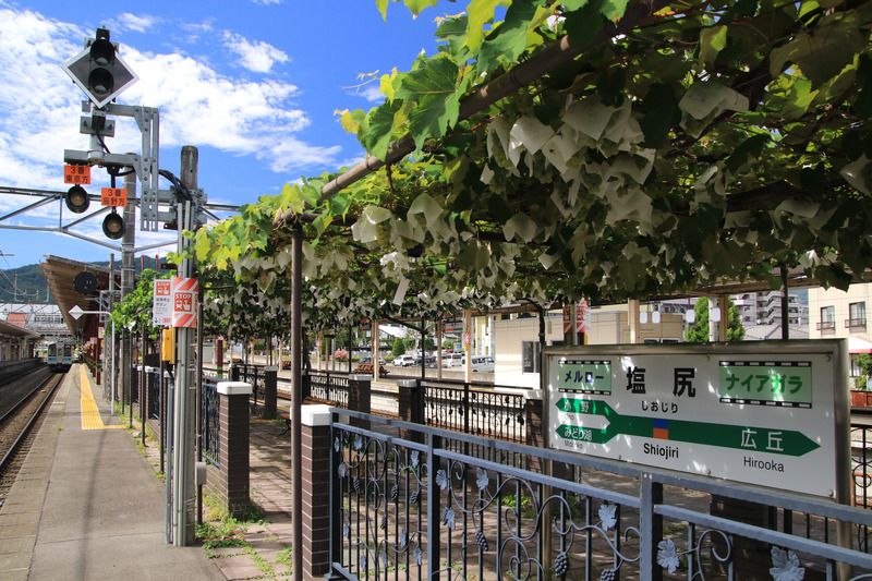 塩尻駅ホーム ぶどう棚　駅ナカぶどう園