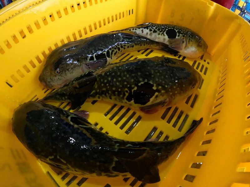 相馬市ふぐ 相馬 福とら  相馬 ふぐ料理 相馬市 ふぐ提供店 相馬ふぐ