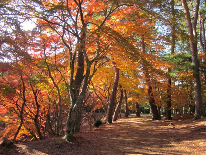修善寺温泉　紅葉まつり　修善寺自然公園,修善寺,修善寺紅葉,伊東紅葉