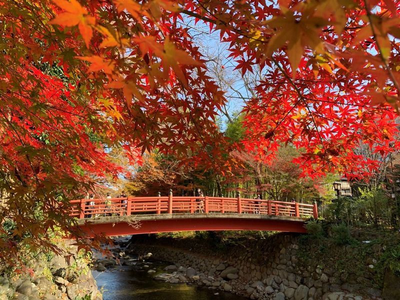 修善寺温泉紅葉まつり,修善寺,修善寺紅葉,伊東紅葉