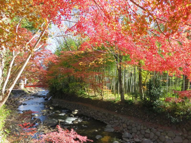 修善寺温泉　紅葉まつり　修善寺温泉街桂川沿い,修善寺,修善寺紅葉,伊東紅葉