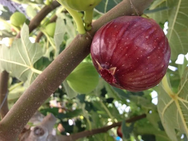 館山パイオニアファーム いちじく狩り