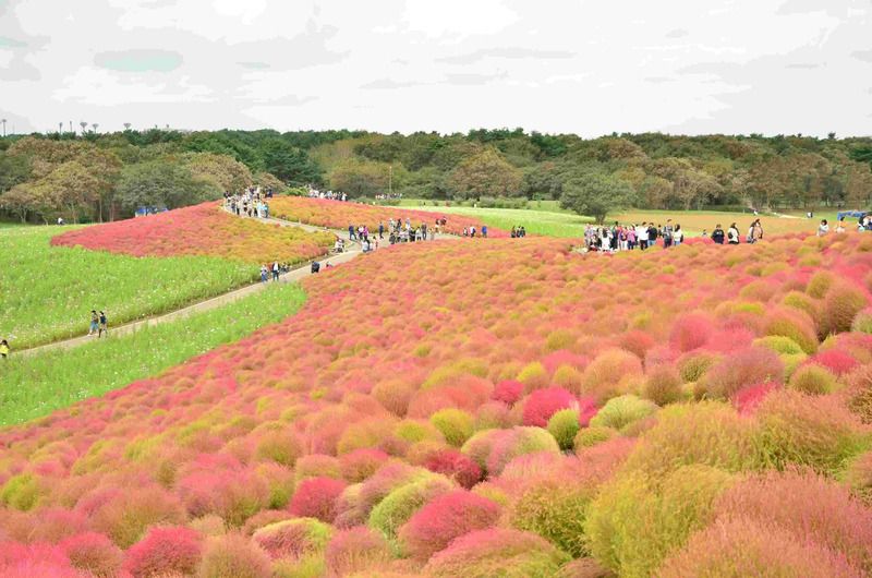 コキアグラデーション
