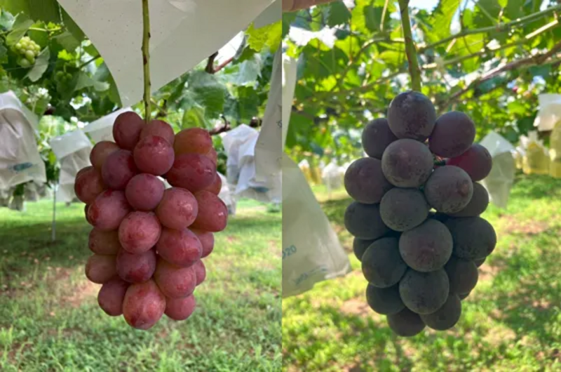 長野のものマルシェ商品