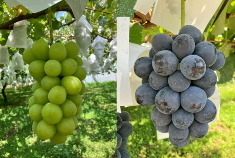 長野のものマルシェ商品