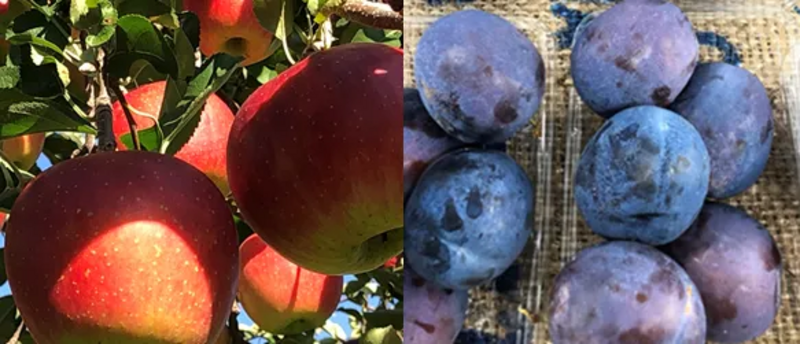 長野のものマルシェ商品