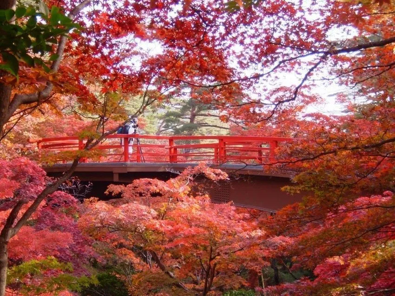弥彦公園もみじ谷観月橋(画像提供:弥彦観光協会観光写真)