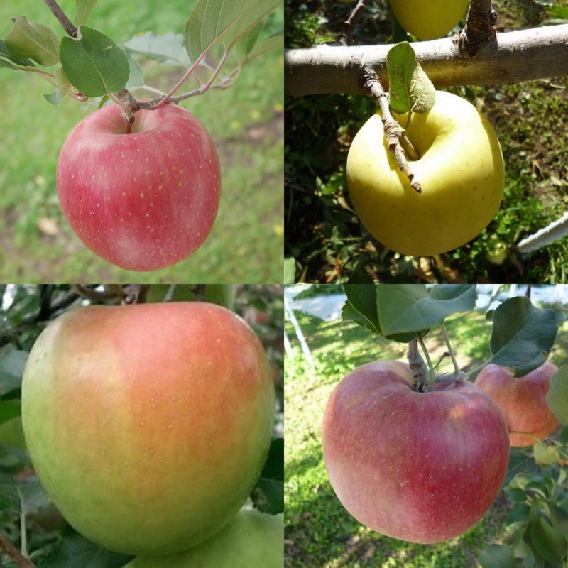 提供：塩崎農園