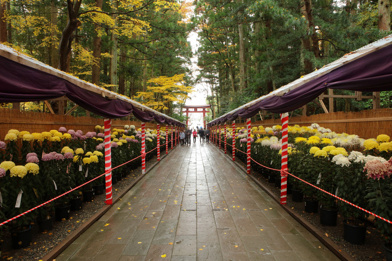 彌彦神社境内で開催される菊まつり(画像提供:弥彦村)