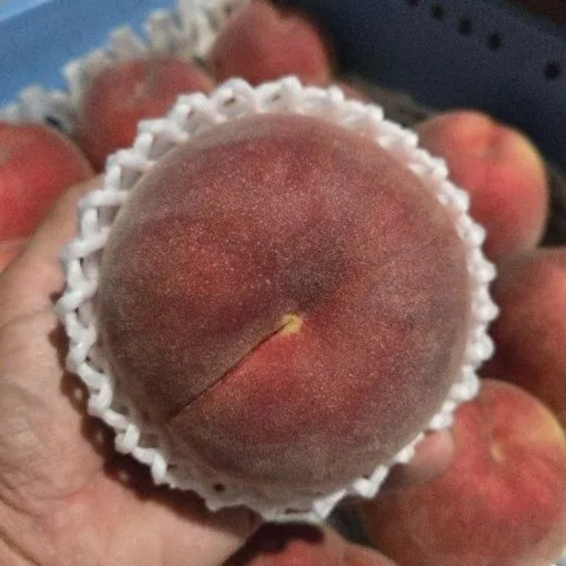 ▲桃の晩生種「さくや」