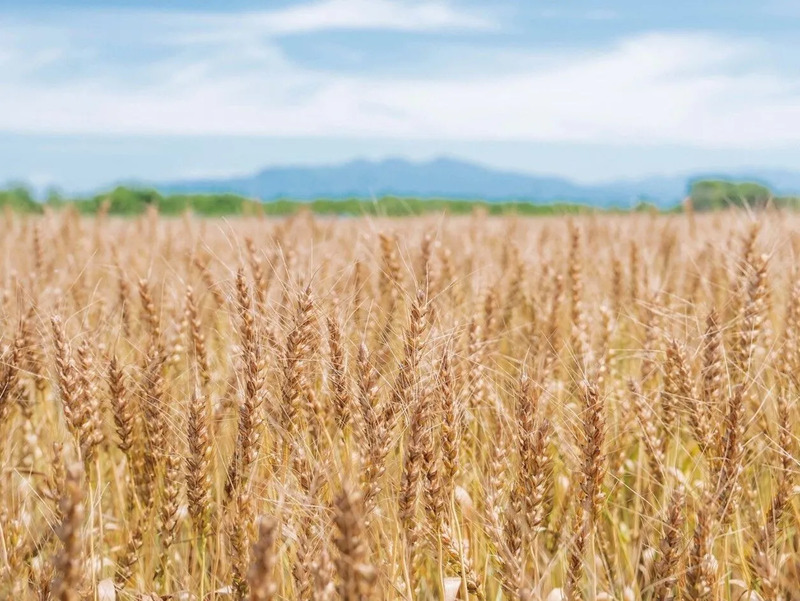 埼玉県最北部の街「上里町」の小麦畑(写真提供：埼玉県 複製・再転載禁止)