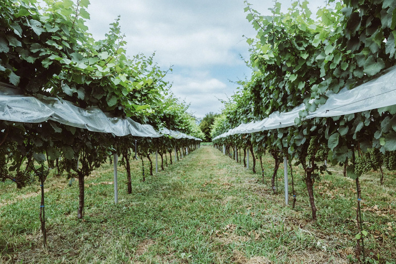 ヴィンヤード多摩