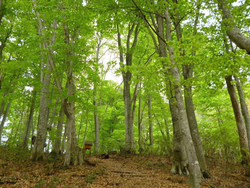 白神の森遊山道