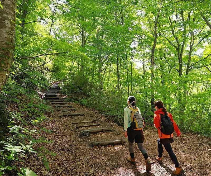 世界遺産の径ブナ林散策道