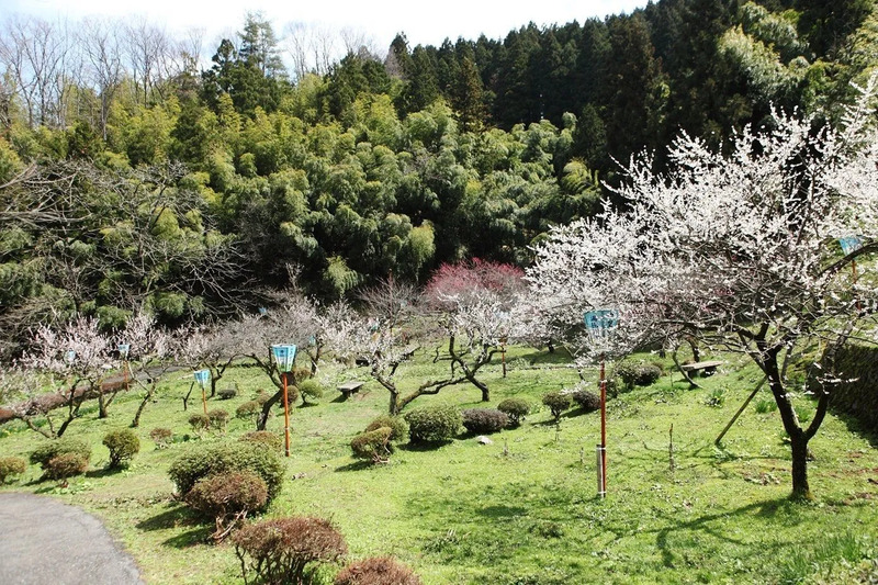 湯田川温泉梅林公園
