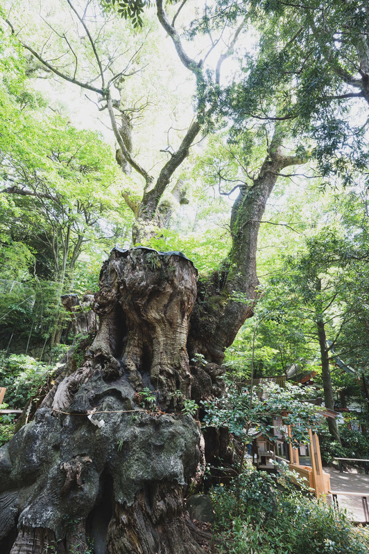 來宮神社大楠