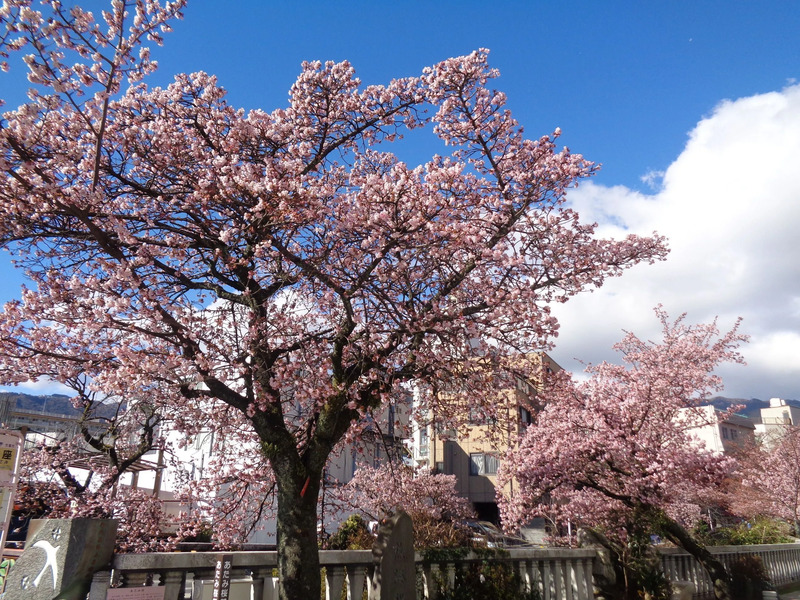 糸川遊歩道のあたみ桜