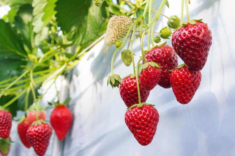 「いちご農園」