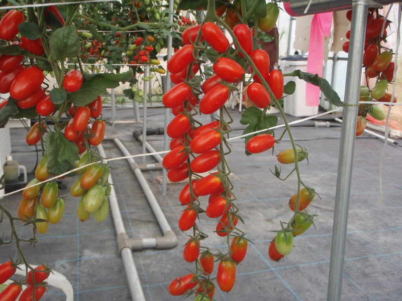 ミニトマト（アンジェレ）トマト嫌いも食べられるミニトマト（※納税返礼品では受け取れません）/関川村役場提供写真