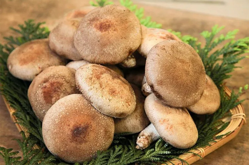 SHKきのこ「あらかわ生しいたけ」アミノ酸含有量が一般流通品よりも高い/関川村役場提供写真