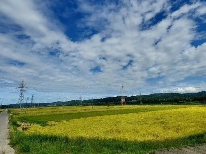 十日町市内の稲穂