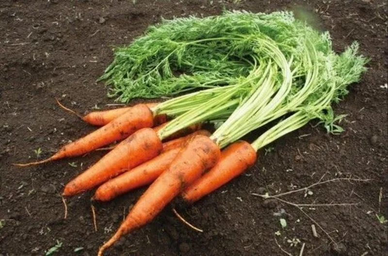 有機栽培の人参