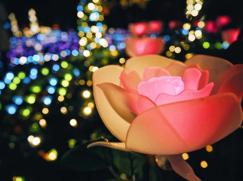 光の花の庭（イメージ）