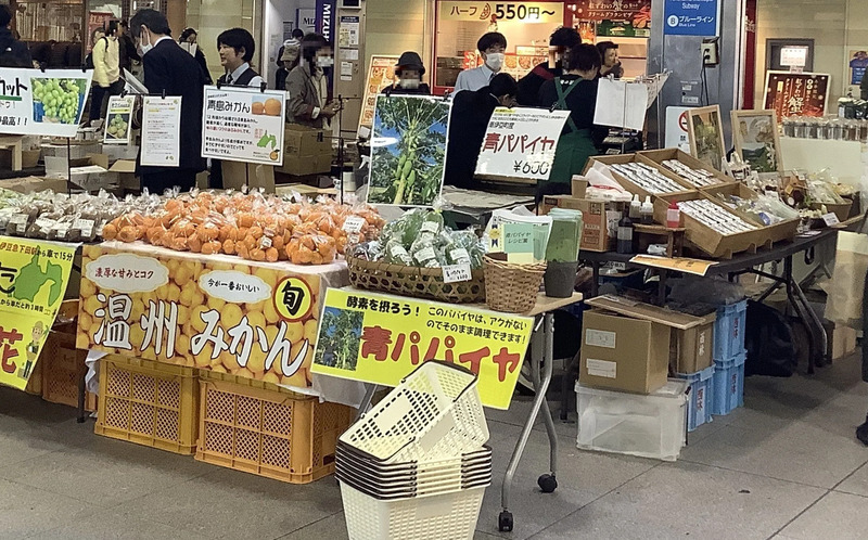 JR戸塚駅の南伊豆マルシェで青パパイヤが販売されている様子