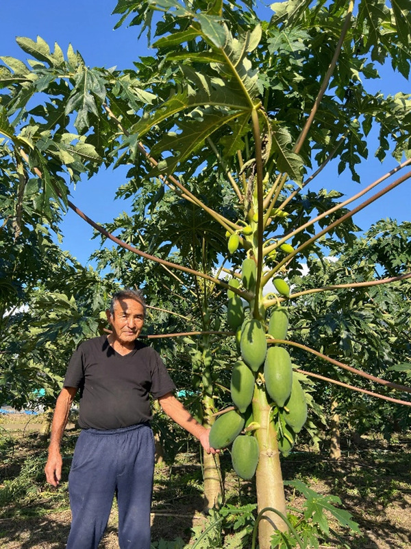 青パパイヤを生産している河浦さま
