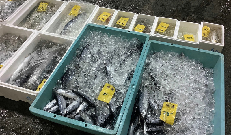 小田原漁港に水揚げされた魚