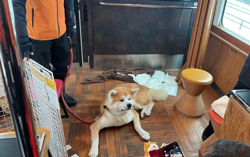 秋田犬,リゾートしらかみ,秋田,ふれあい