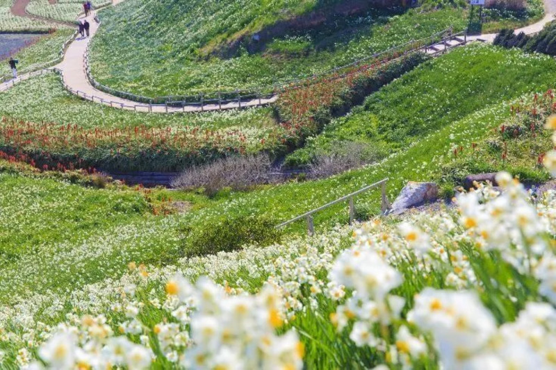 伊豆 下田温泉水仙まつり