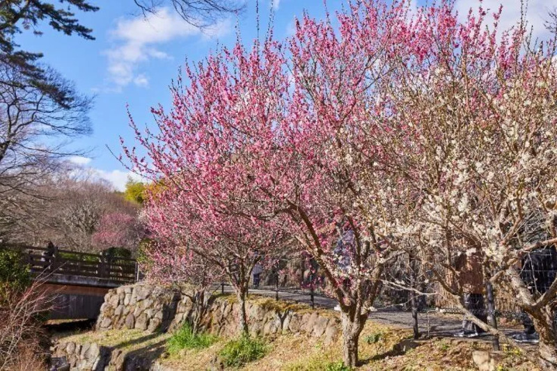 伊豆 熱海 熱海梅園
