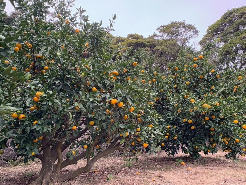 かわいいオレンジにトキメクみかん畑