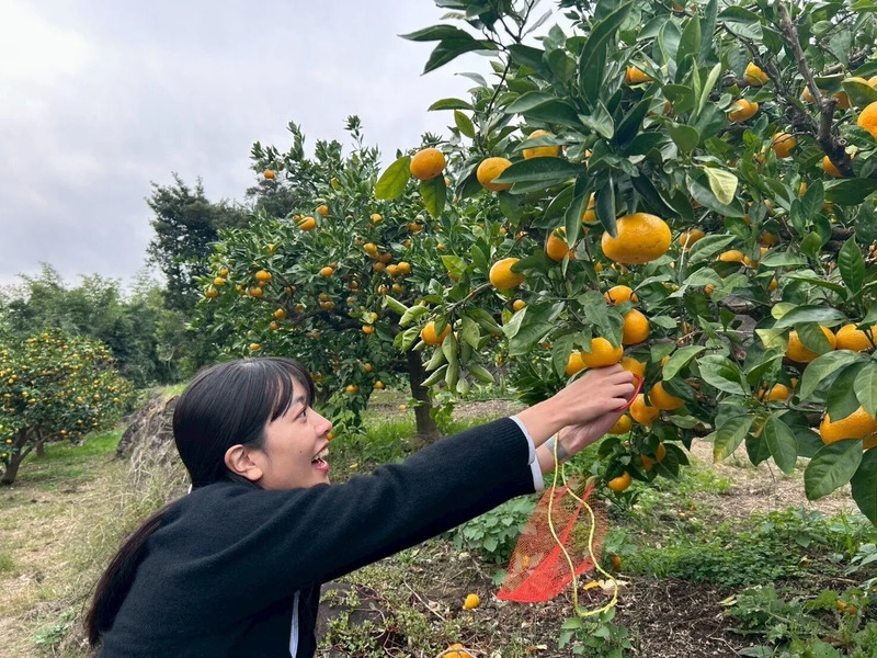 女子でも簡単に！みかん狩り