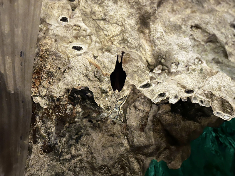 龍泉洞（蝙蝠）